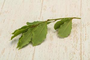 Green laurel leaves on the branch photo