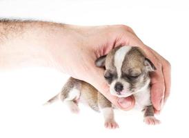 Funny puppy Chihuahua poses on a white background photo