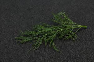 Fresh green dill herb branch photo