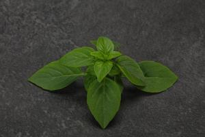 Fresh green Basil leaves - for cooking photo