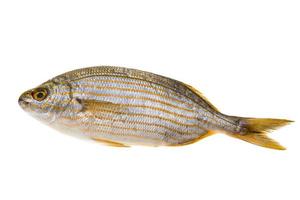 Salema porgy - sarpa fish photo