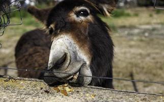 Funny field donkey photo