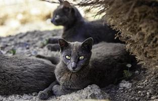 gatos abandonados en la calle foto