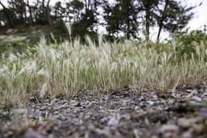 Wheat in the field photo