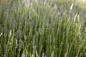 Lavender flowers in the field photo