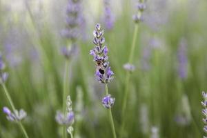 Lavender flowers and beed in the field photo