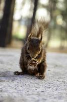 Squirrel eating in the forest photo