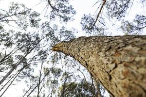 Tree trunk and sky photo