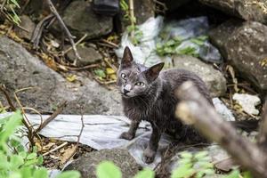 gatos abandonados en la calle foto