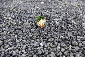 Flower on the asphalt photo