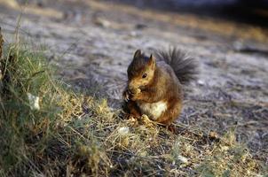 ardilla comiendo en el bosque foto