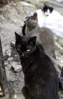 gatos abandonados en la calle foto