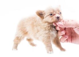 gracioso cachorro chihuahua posa sobre un fondo blanco foto