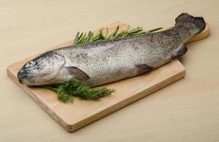 Raw fresh trout photo