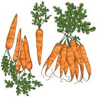 Set of hand drawn carrots. Bunch of carrots