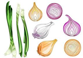 Set of hand drawn onion set vector