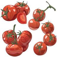 Set of hand drawn tomatoes. Group and a slice vector