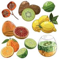 Set of hand drawn fruits. Kiwi, Lime, Citrus, Lemon, Persimmon, Grapefruit. vector