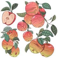 Hand drawn set of apples. Apples on a branch. and a slice vector