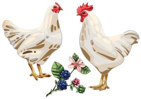 The hand drawn set of chicken. The breed of White Plymouth Rock vector