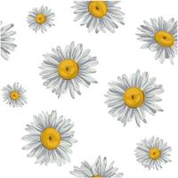 The set of hand drawn chamomile pattern vector