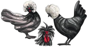 The hand drawn set of chicken. The breed of white Crested Black Polish