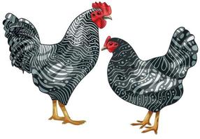 The hand drawn set of chicken. The breed of scots grey chicken