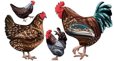 The hand drawn set of chicken. The breed of speckled sussex vector