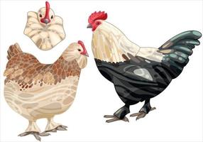 The hand drawn set of chicken. The breed of salmon faverolles vector