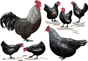 The hand drawn set of chicken. The breed of scots dumpy vector