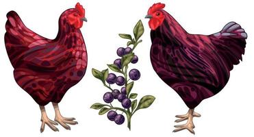 The hand drawn set of chicken. The breed of Rhode island red