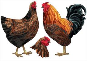 The hand drawn set of chicken. The breed of golden laced wyandotte vector