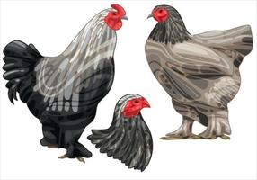 The hand drawn set of chicken. The breed of dark brahma vector