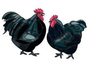 The hand drawn set of chicken. The breed of black orpington chicken vector