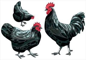 The hand drawn set of chicken. The breed of australorp vector