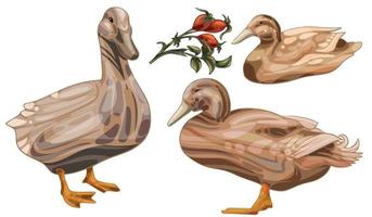 The hand drawn set of ducks. The breed of Buff orpington duck vector