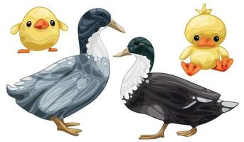 The hand drawn set of ducks. The breed of Swedish blue duck vector