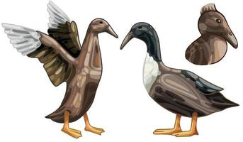 The hand drawn set of ducks. The breed of Hooked Billed duck vector