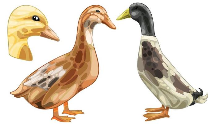 The hand drawn set of ducks. The breed of Saxony duck