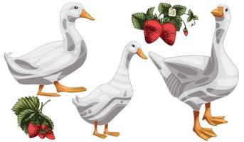 The hand drawn set of ducks. The breed of Pekin duck vector