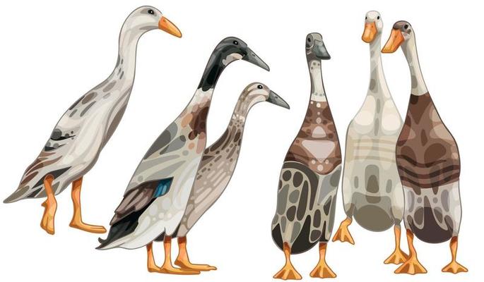The hand drawn set of ducks. The breed of Indian runners