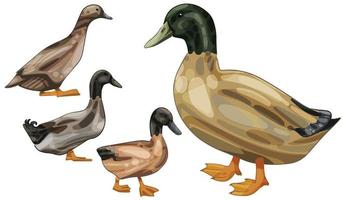 The hand drawn set of ducks. The breed of Khaki Campbell duck vector