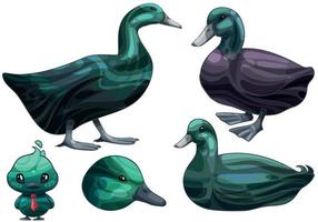 The hand drawn set of ducks. The breed of Cayuga duck vector