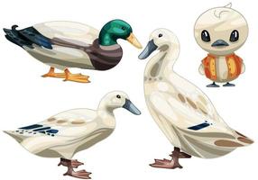 The hand drawn set of ducks. The breed of Welsh Harlequin duck
