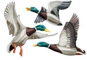 Flying duck. Poses vector