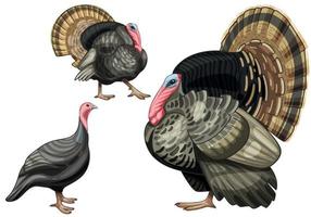 The hand drawn set of turkeys. The breed of Bronze turkey vector