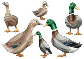 The hand drawn set of ducks. The breed of Rouen duck vector