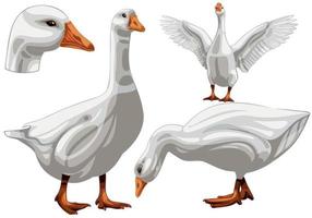 The hand drawn set of geese. The breed of Embden goose vector