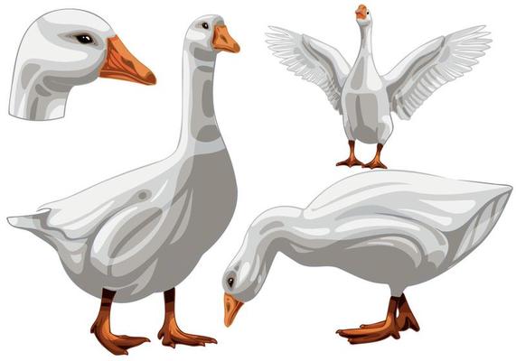 The hand drawn set of geese. The breed of Embden goose