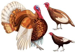 The hand drawn set of turkeys. The breed of Bourbon red turkey vector